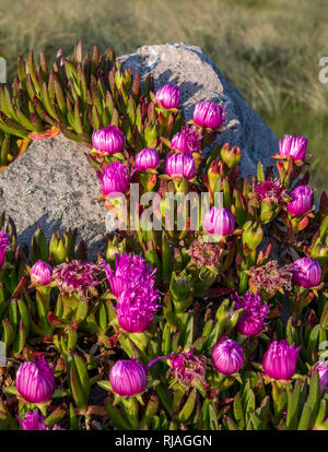 Die alderney Abb. Anlage (carpobrotus) mit Daisy wie lila Blumen im Frühling, es war Genießbare Früchte und wird gemeinhin als pigface oder ice-Werk bekannt. Stockfoto