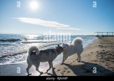 Husky und Samojeden Spaziergang entlang dem Bahndamm bei Sonnenuntergang, bei Dämmerung. Eine nördliche reinrassige Hunde geht in das Wasser und Spaß haben. Hund des Menschen bester Freund Stockfoto