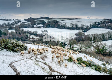 Eine kalte winterliche Szene über dem herrlichen Cornwall. Rolling hügeliges Ackerland im Schnee bedeckt mit einer großen Herde von "Lamm" Schafe auf der Suche nach Gras. Stockfoto