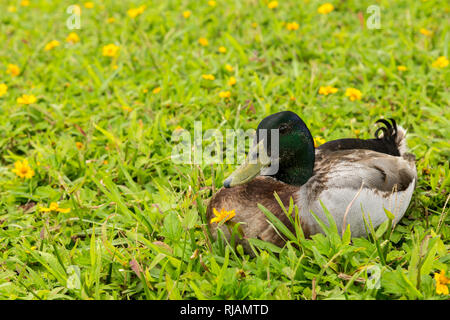 Wunderschöne Drake auf einer Wiese in Hoomaluhia Botanischer Garten, Oahu, Hawaii Stockfoto