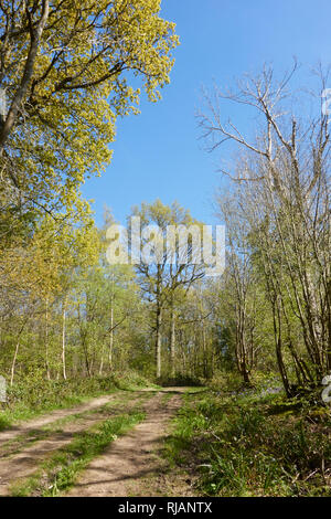 Woodland Weg durch Brede hohe Wälder im Frühjahr, East Sussex, Großbritannien Stockfoto