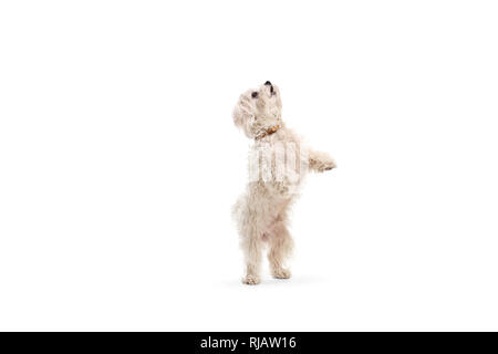 Volle Länge geschossen von einem maltesischen Pudel Hund stehend auf Hinterpfoten auf weißem Hintergrund Stockfoto