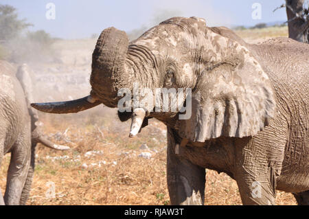 Ein Elefant ist das Trinken an der Wasserstelle inh Die Okaukuejo-Camp im Etosha Nationalpark Stockfoto