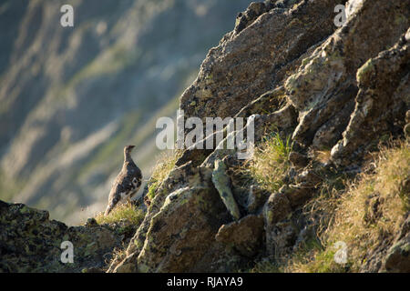 , Alpenschneehuhn Lagopus Muta, bin Gemeindekopf, Geigenkamm, Ötztaler Alpen, Tirol, Österreich. Stockfoto