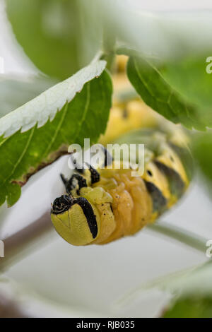 Raupe des Totenkopfschwärmers im fünften und letzten Stadium gleichzeitig in einem Holunderzweig, kopfüber. Stockfoto