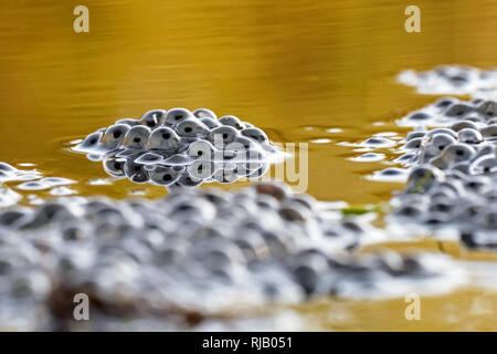 Frosch im Frühling spawn Stockfoto
