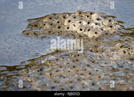 Frosch im Frühling spawn Stockfoto