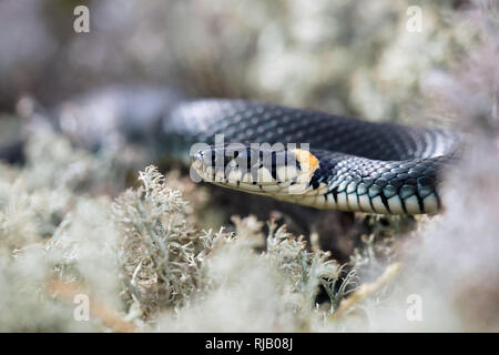 Ringelnatter im Frühjahr Stockfoto