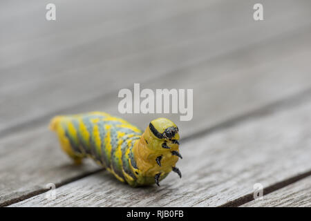 Raupe des Totenkopfschwärmers im fünften und letzten Stadium gleichzeitig auf einem Holztisch, Raupe richtet sich auf, Thorax und Thorakalbeine Darm Stockfoto