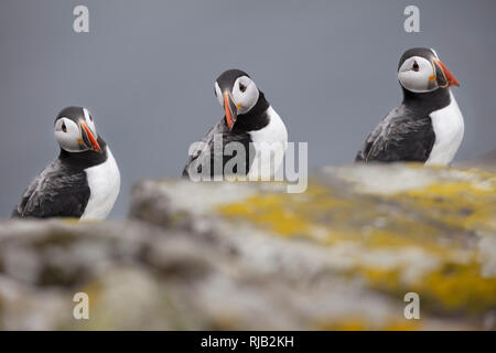 Trio der Papageientaucher auf einem Felsen, Insel, Schottland Stockfoto