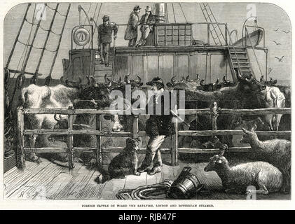 Ausländische Rinder an Bord der Batavier 1865 Stockfoto