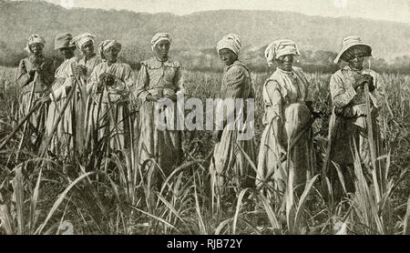 Frauen, die in Zuckerrohrfeldern, Jamaika, West Indies arbeiten Stockfoto