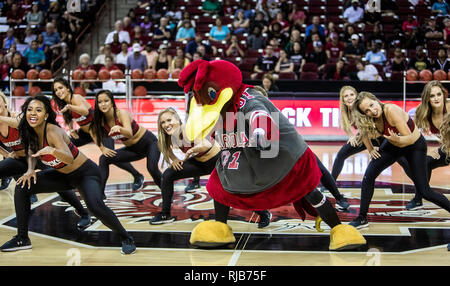 Universität von South Carolina Kampfhahn, Maskottchen Cocky ist ein grosser Erfolg auf dem Campus während Spiel Tag. Stockfoto