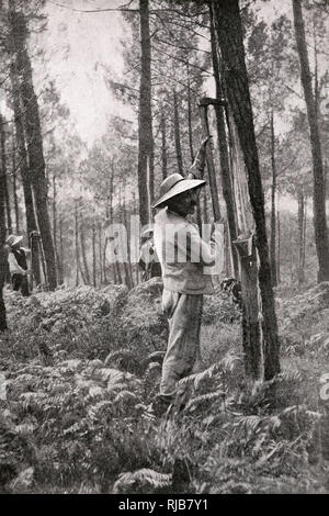 Ein Mann, der Harz aus Pinienholz sammelt, Gironde, Südwestfrankreich Stockfoto