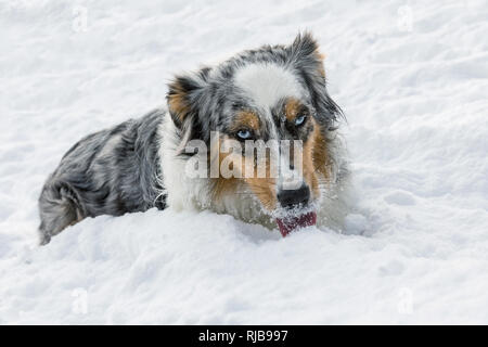 Australian Shepherd pupp, Australian collie auf Schnee Stockfoto