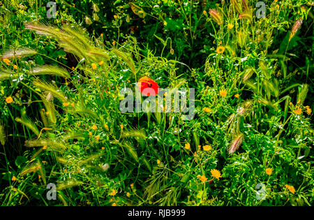 Nahaufnahme von einem einzigen Mohn in einem mediterranen Wiese an einem sonnigen Tag, Provence, Frankreich Stockfoto