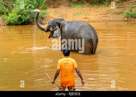 Mahout waschen Elefant an Dudhsagar Wasserfälle, Meer von Milch, Mandovi Fluss, Goa, Indien Stockfoto