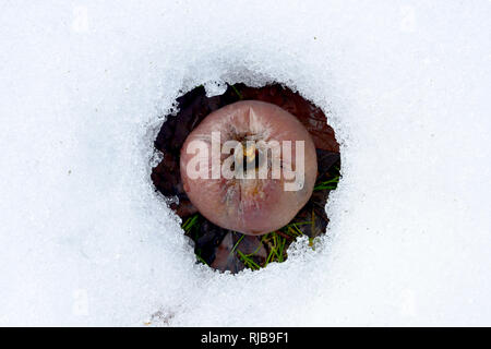 Faule gefallen Apple auf einem Schnee, Bild Stockfoto