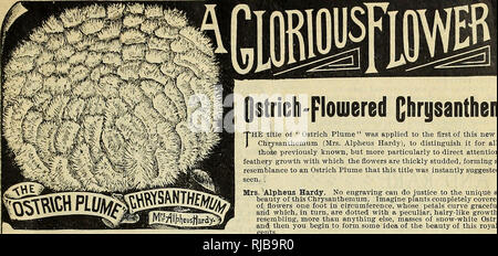 . Die Charles A. Reeser Innisfallen Gewächshäuser. Baumschulen (Gartenbau) Ohio Urbana Kataloge; Pflanzen, Zierpflanzen Kataloge; Blumen Samen Samen Kataloge Kataloge; Gemüse; Rosen Kataloge. - Qstrich plouiered Chrysanthemen" Louis Böhmer. Dies ist in seiner seltsamen und schönen Formation mit den oben genannten Vielzahl identisch, aber seine Farbe ist ein exquisites Schatten ot silbrigen Rosa, mit tiefen Rose auf der Innenseite der Blütenblätter. Es ist der kräftige Con-tion, ist eines der am stärksten wachsenden Sorten, die wir haben, so dass es bestimmte Perfekte Blumen unter den Gewöhnlichsten cultiva zu produzieren. Stockfoto