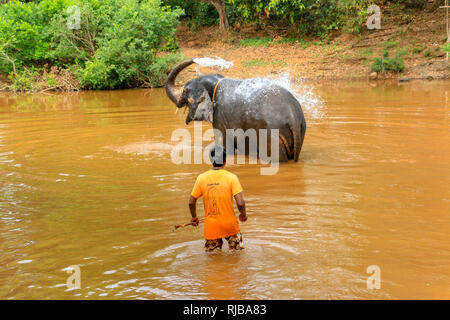 Mahout waschen Elefant an Dudhsagar Wasserfälle, Meer von Milch, Mandovi Fluss, Goa, Indien Stockfoto