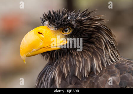 Steller Adler in den Himmel Stockfoto