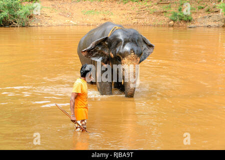 Mahout waschen Elefant an Dudhsagar Wasserfälle, Meer von Milch, Mandovi Fluss, Goa, Indien Stockfoto