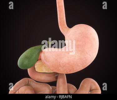 Anatomie der menschlichen Magen Stockfoto