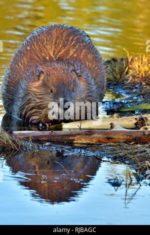 Eine vertikale Bild eines erwachsenen Biber "Castor canadensis ', Kauen auf einem Aspen Tree Branch an Maxwell See in Hinton Alberta Kanada Stockfoto