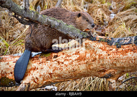 Ein ausgewachsener Wildbiber (Castor canandsis), der auf einem Baum klettert, den er gefällt hat, und die leckere Rinde im ländlichen Alberta Canada abkaut Stockfoto
