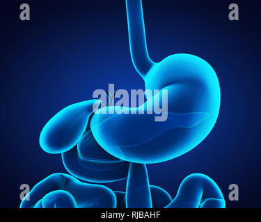 Anatomie der menschlichen Magen Stockfoto