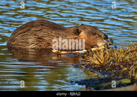 Eine Seitenansicht eines erwachsenen Bibers 'Castor canadensis', der einen Baumzweig am Maxwell Lake in Hinton Alberta Canada kaut. Stockfoto