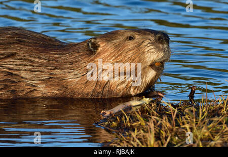 Ein ausgewachsener Biber 'Castor canadensis', der von dem Baum, den er am Maxwell Lake in Hinton Alberta Canada kaute, aufblickte. Stockfoto