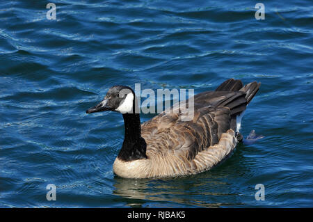 Eine Kanadagans schwimmend auf dem Wasser in Nanaimo Harbour Stockfoto
