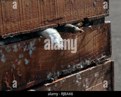 Holz Kiste frisch gefangenen Sardinen. Atlantik, Galizien, Spanien Stockfoto