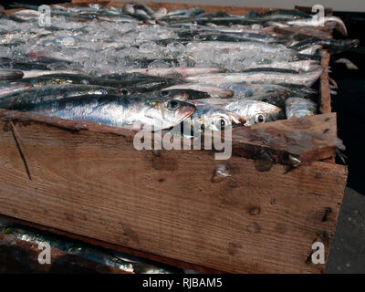 Holz Kiste frisch gefangenen Sardinen. Atlantik, Galizien, Spanien Stockfoto