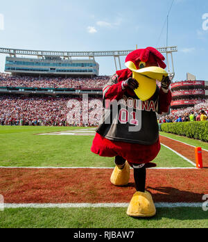 Universität von South Carolina Kampfhahn, Maskottchen Cocky ist ein grosser Erfolg auf dem Campus während Spiel Tag. Stockfoto