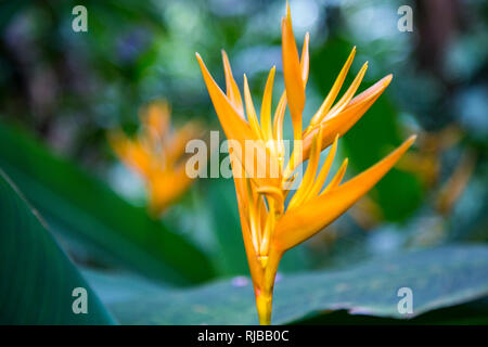 Heliconia Psittacorum spatho circinata 'Goldene Fackel" im tropischen Botanischen Garten auf der grossen Insel von Hawaii. Stockfoto