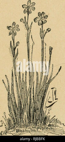 . Cent Fleurs de Mon herbier: Ã©tudes sur le monde vÃ©gÃ©Tal à la portÃ©e de tous; suivies d'un calendrier de La Flore de la Province de QuÃ©Bec. Botanique; Botanique. PLANTES AQUATIQUES. 31 n'est pas Ã © panouie; Mais, vive Dieu! Ã © Geschichte-t-elle ses sechs pÃ©Geschichten mu-cronÃ © s que de suite auf la reconnaÃ®t tout pour une proche parente de l'Iris Le Superbe.. La bermudienne. Nous Ã©- lende de Songer à Elle lorsque nous la trouvÃ¢ mes-sur la Montagne de MontrÃ©al, prÃ¨s de Villa-Maria. Elle s'en est bien vengÃ©e, Auto depuis Nous y pensons tun. LE GAILLET. Famille des rubiacÃ © es. Â Gaillet tri Stockfoto