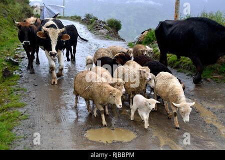 Die Beweidung in Puno - Nationalpark Huascaran. Abteilung der Ancash. PERU Stockfoto