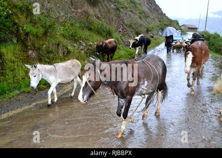 Die Beweidung in Puno - Nationalpark Huascaran. Abteilung der Ancash. PERU Stockfoto