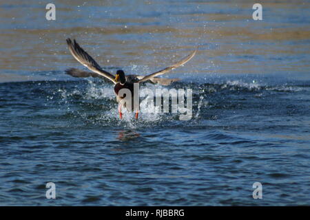 Stockente, die auf dem Colorado River Stockfoto