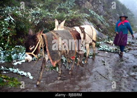 Esel in Puno - Nationalpark Huascaran. Abteilung der Ancash. PERU Stockfoto