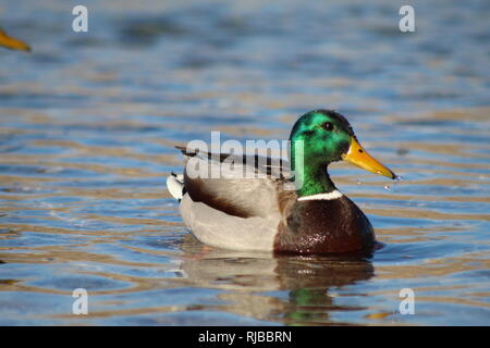 Stockenten am Frieden auf dem Colorado River Stockfoto