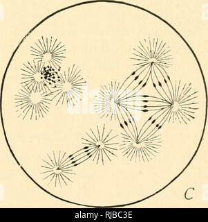 . Die Zelle in der Entwicklung und Vererbung. Zellen. Abb. Loi. - Pathologische polyspermy. A. Polyspermy in das Ei des. •:/jca; Vf, • unten, das Ei - Kern: Oben, drei ganzen Spermien innerhalb des Eies. [Sala.] B. Polyspermy in Sea-urchin Ei mit 0,005 % Nikotin Lösung behandelt; 10 Spermien - Kerne gezeigt, von denen drei mit dem Ei konjugiert-Kern. C. in der späteren Phase eines Eies ähnlich behandelt, Anzeigen polyasters durch die Union der Spermien gebildet - amphiasters. [O. und R. Hertwig.] Der Polkörper, haben keine Macht, eine vitelline Membran zu bilden, und der spermatozo, ein ihnen immer in Betracht ziehen eingeben Stockfoto