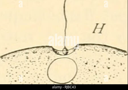 . Die Zelle in der Entwicklung und Vererbung. Zellen. Abb. 100. - Eingang von Th^ Spermium in die Eizelle. A-G. In der Sea-Urchin, Toxopneustes. H. in der Medusa, Alitrocoma. [Metschxikoff.] /. In der Star-fish Asterias. [FOL.] A. Spermatozoon der Toxopneustes, X2000; a. der apikalen Körper, n. Kern, w. middle-Stück,/. flagellum. B. in Kontakt mit der Ei-Peripherie. C.D. Eingang des Kopfes, Bildung der Eingang - Kegel und der vitelline Membran (z/), wobei der Schwanz außerhalb. E. F. späteren Phasen. G. Aussehen der Samenzellen - Aster (j) ca. 3-5 Minuten nach dem ersten Kontakt; Eingang - Kegel Pause Stockfoto