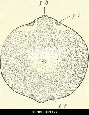 . Die Zelle in der Entwicklung und Vererbung. Zellen. CrA'/OA' DES GERM-ZELLEN 201 erst nach fonnation der Polkörper; denn wenn in seeigel die Spermien unreife Eier geben, wie Sie sich frei machen, dringen sie aber eine kurze Strecke, und keine weitere Änderung eintritt. {B) Die OvHvi. - Der Eingang des Spermatozoons produziert eine außerordentliche Wirkung auf die ^g^, die zu jedem Teil der Organisation erstreckt. Die rasche Bildung Der vitelline Membran, bereits beschrieben, Prov-es, dass der Reiz fast sofort erstreckt sich durch die gesamte Eizelle.^ gleichzeitig die physische consiste Stockfoto