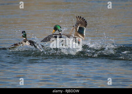 Stockenten kämpfen auf dem Colorado River Stockfoto