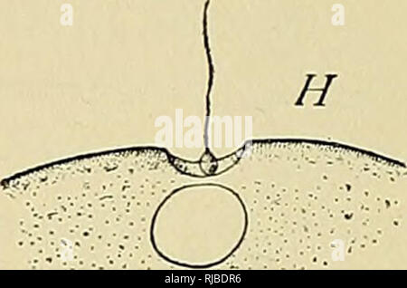 . Die Zelle in der Entwicklung und Vererbung. Zellen, Zellen. Abb. 74. - Eingang des Spermiums in die Eizelle. A.-G. In der Sea-urchin ToA-f^j^^ wf/jfef. H. in der Medusa Mitrocoma. [METSCHNIKOFF.] /. In der Star-fish Asterias. [FOL.] A. Spermatozoon Der ieustes Toxop 7, X2000; a, der Apikalen Körper, n, Kern, m, Mitte - Stück, f, flagellum. B. in Kontakt mit der Ei-Peripherie. C.D. Eingang des Kopfes, Bildung Der entfrince-Kegel und der vitelline Membran (ti), wobei der Schwanz außerhalb. E.F. Später Stadien. G. Aussehen der Samenzellen - Aster {s) ca. 3-5 Minuten nach dem ersten Kontakt; Eingang - Stockfoto