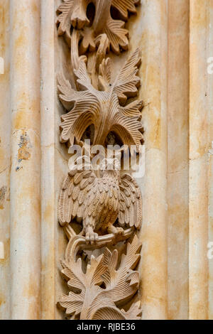 Die Eule in Stein auf der Kathedrale von Salamanca Fassade geschnitzt, die Skulptur, die während der Renovierung im Jahr 1992 aufgenommen. Stockfoto