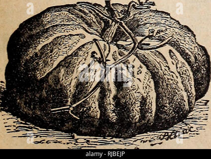 . Gefeiert O. K. Samen. Gemüse Samen Kataloge; Blumen; Gräser, Samen Samen Kataloge Kataloge; Gartengeräte und Zubehör Kataloge; kommerzielle Kataloge Indiana Indianapolis. Ich BOQrET COKAE GE3 - Seine schönen kleinen Hülsen von leuchtend roter Farbe sind so dick wie es der ap-pearance eines boquet von Korallen zu geben. Als Topfpflanze Es ist eine äußerst schnelle Verkauf Artikel; neben seiner großen Schönheit, sie dient der Haushälterin in der bequemste Weg, wenn Hülsen gesucht für die Würze. In den offenen Boden die Pflanze wächst bis zu einer Höhe von zwei Fuß, und ist so dicht mit Hülsen als zu biegen sein Stockfoto